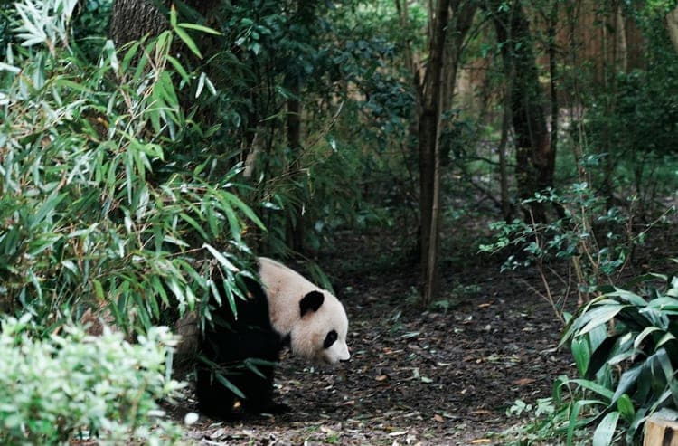 Chengdu
