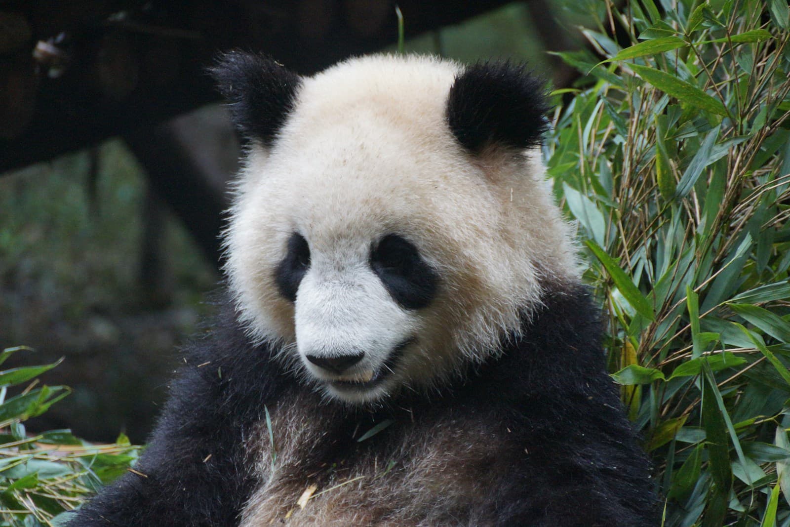 Chengdu Lhasa 5 Day Tour