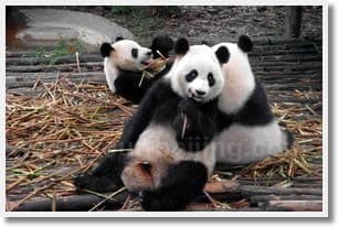 Day 02 - Chengdu