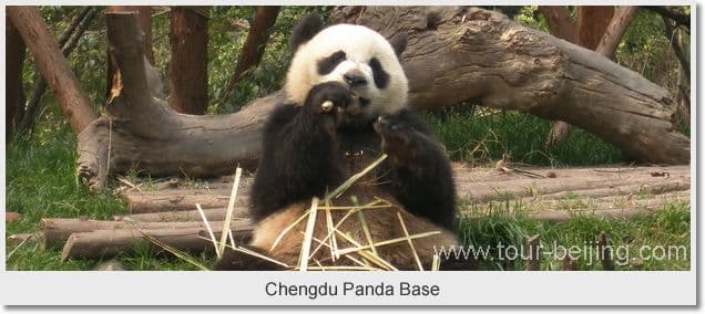 Day 01 - Chengdu downtown Chengdu Panda Base Leshan Giant Buddha 2