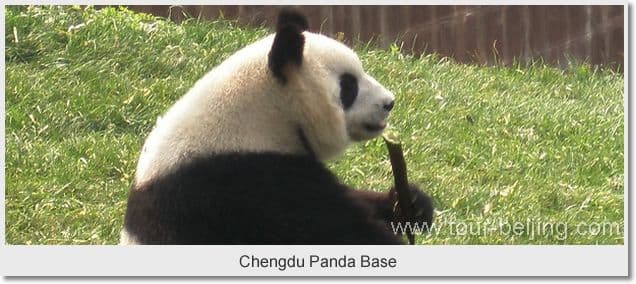 Day 02 - Chengdu 2
