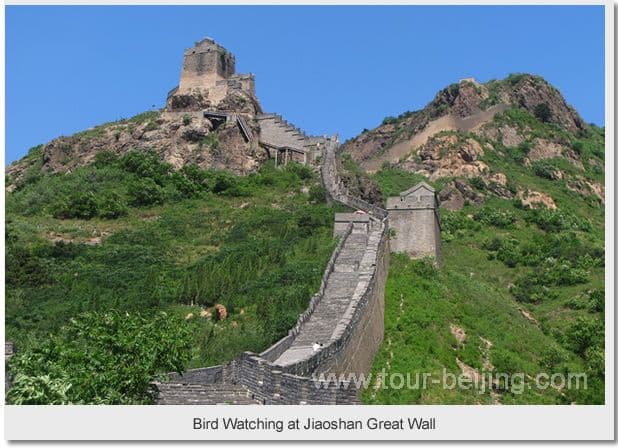 Beijing Beidaihe 3 Day Bird Watching Tour