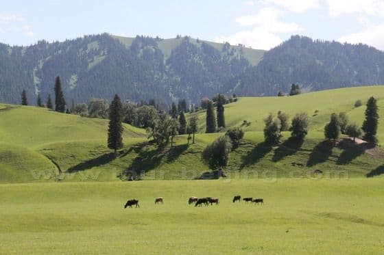 Narat Grassland  in Xinjiang