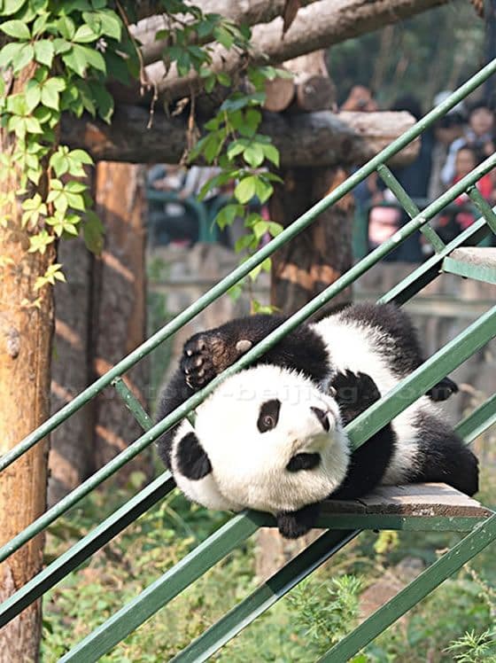 Day 02 - Chengdu Panda Research Base Chengdu