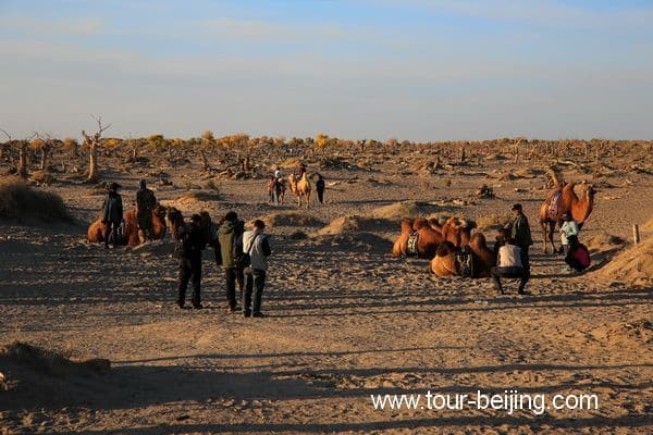 Guai Shu Lin in Ejin Banner, Inner Mongolia (Tips, Photos & Map)
