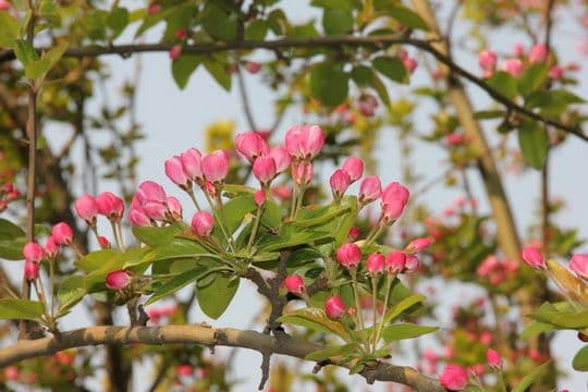 Chinese Flowering Crab Blooming