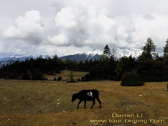 Day 07 - Yading Daocheng