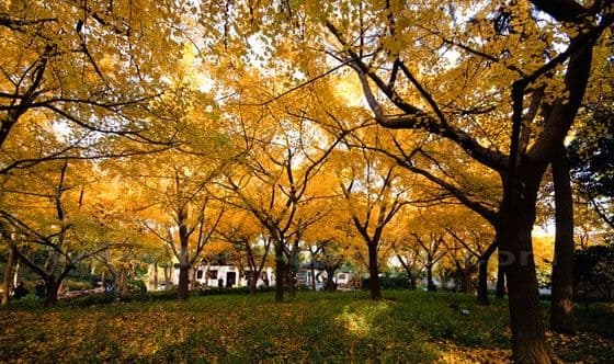 Fall Foliage at Guqi Garden