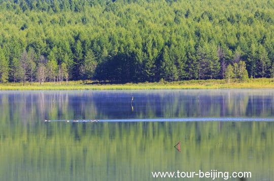 Wild ducks are cruising on the water surfaces, leaving a long tail of water trail.