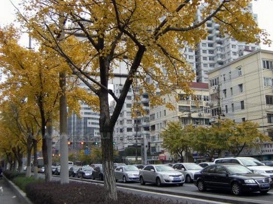 Ginkgo Trees at Siping Road