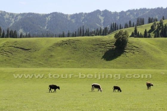 Narat Grassland  in Xinjiang