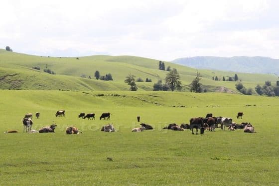 Narat Grassland  in Xinjiang