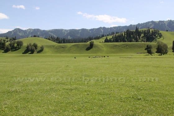 Narat Grassland  in Xinjiang