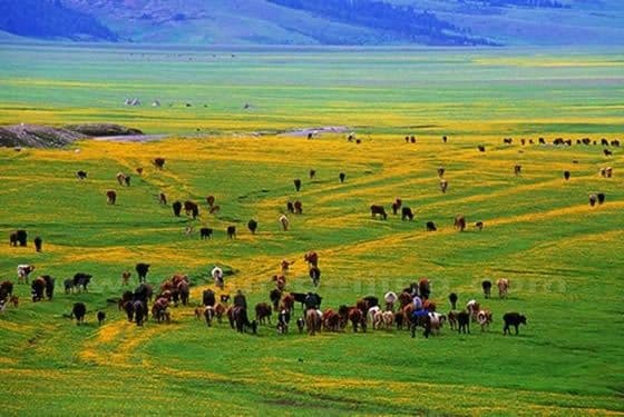 Mount Nan Pastures