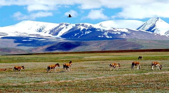 10 Most Beautiful Grasslands in China