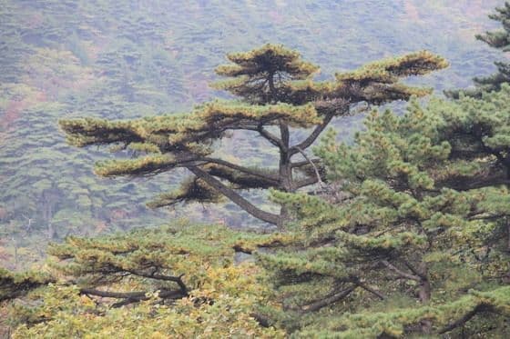My Second Day on Mount Huangshan (2)