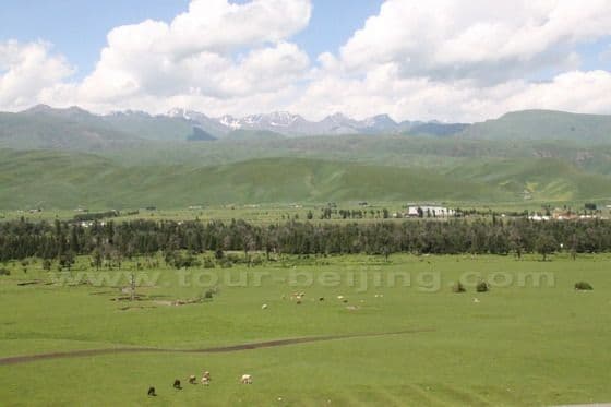 Narat Grassland  in Xinjiang