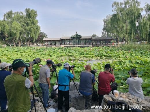 Longtan Park, a good place for lotus flowers viewing in Beijing