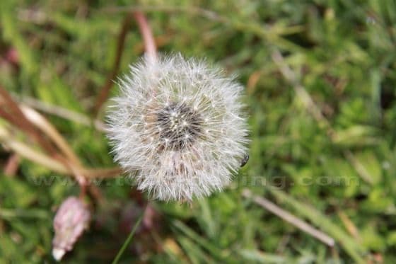 Ruoergai Grassland (Tips, Photos)