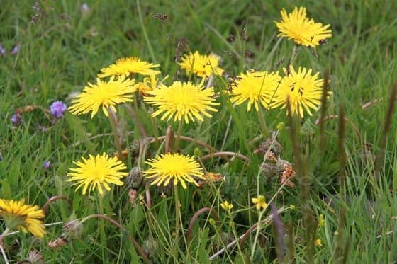 Ruoergai Grassland (Tips, Photos)