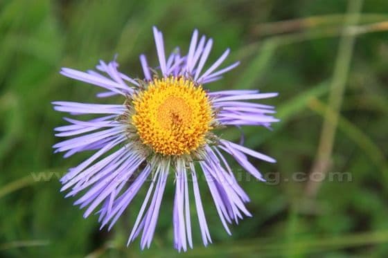 Ruoergai Grassland (Tips, Photos)