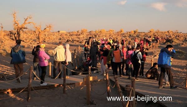 Guai Shu Lin in Ejin Banner, Inner Mongolia (Tips, Photos & Map)