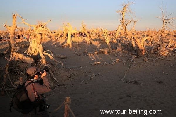 Guai Shu Lin in Ejin Banner, Inner Mongolia (Tips, Photos & Map)