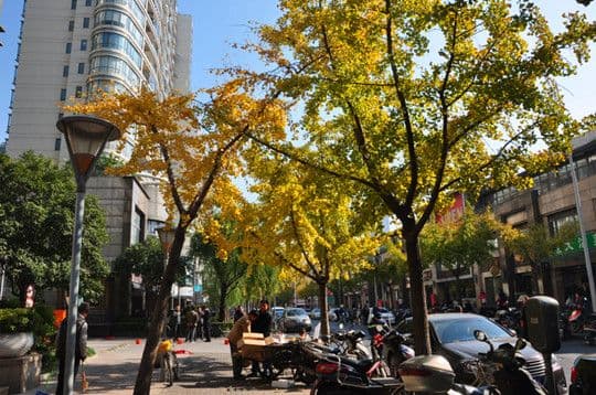 Ginkgo trees at Dalu Road in Shanghai