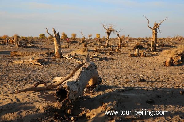 Guai Shu Lin in Ejin Banner, Inner Mongolia (Tips, Photos & Map)
