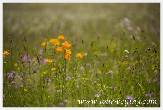 Jinlianchuan Grassland (Tips & Photos)