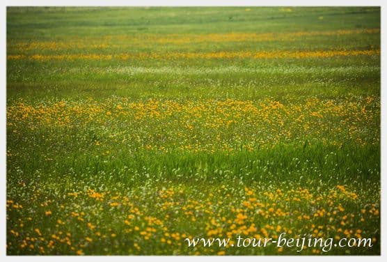 Jinlianchuan Grassland (Tips & Photos)