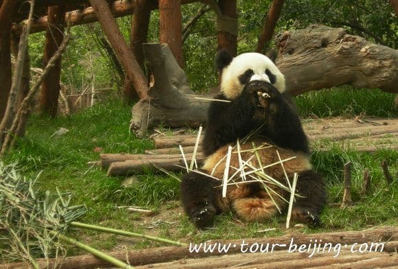 Beijing 3 Day Tour for Couples with Kids