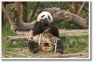 Day 05 - Chengdu ( B L )