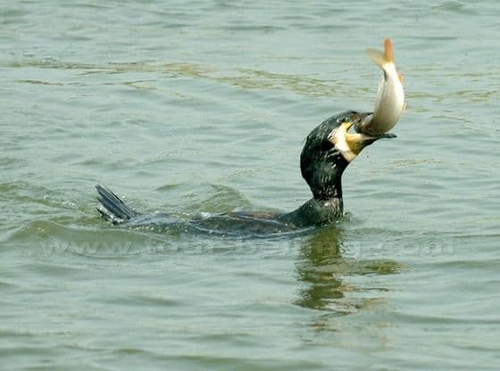 A cormorant is catching a fish