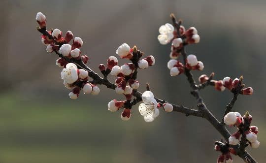 Best Places to See Spring Flowers in Beijing