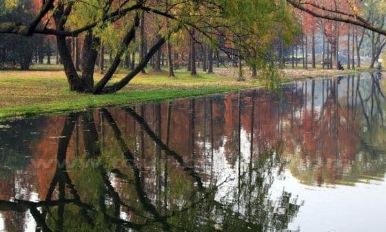 Autumn Color at Shanghai Gongqing National Forest Park