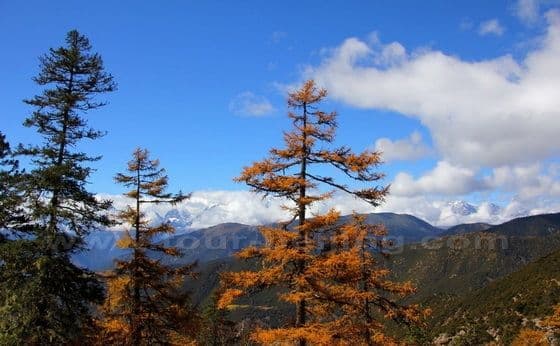 Autumn Hues at Yala Snow Mountain