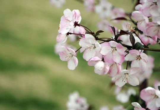 Best Places to See Spring Flowers in Beijing