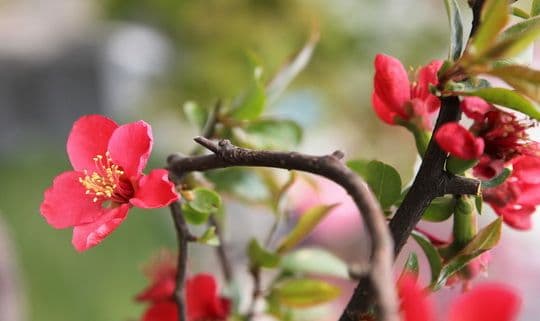 Best Places to See Spring Flowers in Beijing