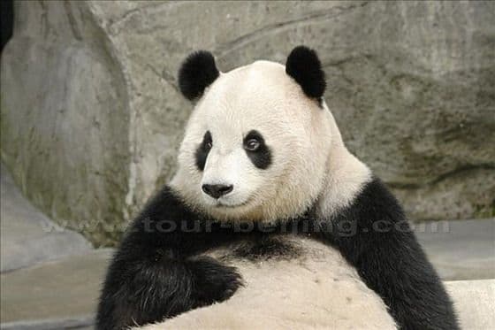 Chongqing Zoo