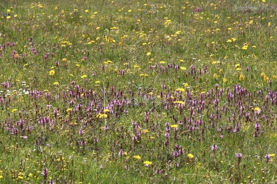 Ruoergai Grassland (Tips, Photos)