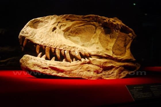 Dinosaur Museum