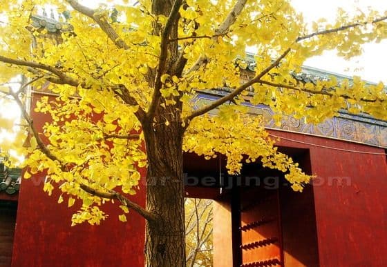 Autumn Ditan 4