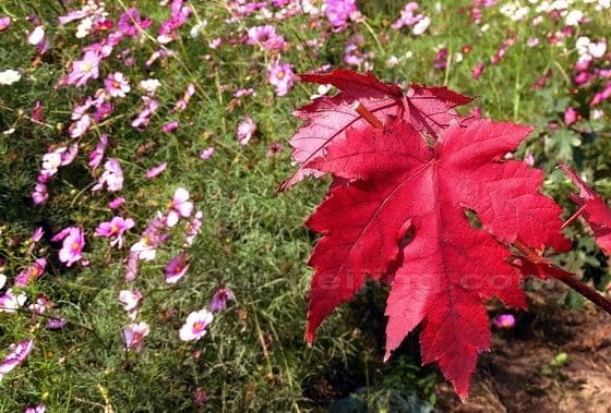 Fall Foliage at Shanghai Botanical Garden