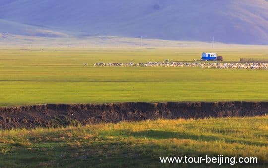 Grazing Sheep in the sunrise glow