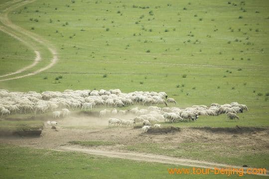 Grazing Sheep