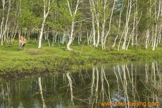 Birch Trees Growing on water edges