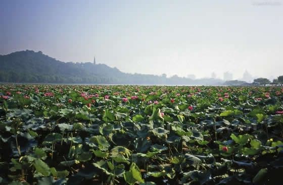 Hangzhou in Summer