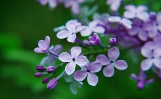 Best Places to See Spring Flowers in Beijing