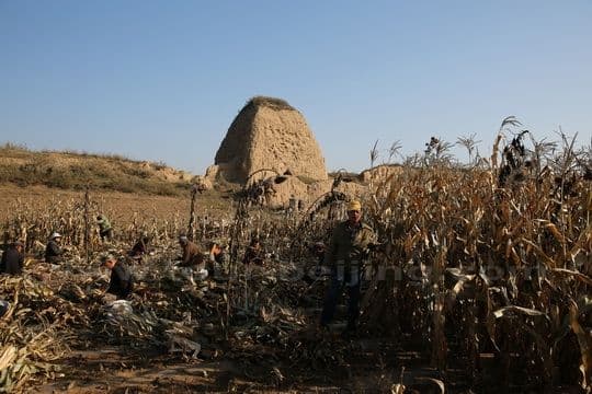 Local villagers are harvesting corns in the corn fields.